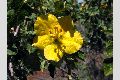 View a larger version of this image and Profile page for Fremontodendron californicum (Torr.) Coville