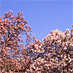 magnolia_sm_01.jpg