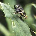 Thistle-Stem Gall Fly, Urophora cardui 