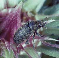 the thistle head weevil