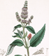 British Flora Medica Volume 2: Plate 33, Milkwort, Peppermint, Mezereon, Mugwort 