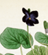 Medicinal Plants Volume 1: Plate 25, Violet 