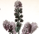 Medicinal Plants Volume 3: Plate 203, Mint