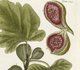 A Curious Herbal Volume 1: Plate 125, Fig Tree