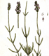 A Curious Herbal Volume 2: Plate 294, Lavender