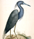 Natural History of Carolina, Florida, and the Bahama Islands Volume 1: Plate 76, Blew Heron