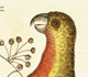 Natural History of Carolina, Florida, and the Bahama Islands Volume 1: Plate 10, Parrot of Paradise