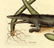 Natural History of Carolina, Florida, and the Bahama Islands Volume 2: Plate 63, Alligator