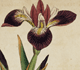 Curtis's Botanical Magazine Volume 1: Plate 21, Iris versicolor