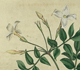 Curtis's Botanical Magazine Volume 1: Plate 31, Jasminum officinale