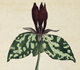 Curtis's Botanical Magazine Volume 2: Plate 40, Trillium sessile