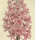 Curtis's Botanical Magazine Volume 24: Plate 937, Hyacinth Orientalis