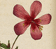 Curtis's Botanical Magazine Volume 6: Plate 206, Geranium Anemonefolium