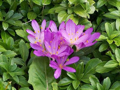 Colchicum Autumnale, image from Jan Mehlich