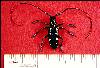 Asian Longhorned Beetle - Click for a larger image