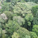 Should carbon markets pay for rainforest logging?