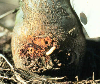 Dogwood borer larva in burr knot