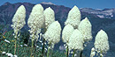 Beargrass