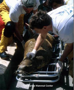 Transport of domoic acid intoxicated California Sea Lion for rehabilitation by the Marine Mammal Center in Sausalito, CA