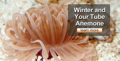 Winter and Your Tube Anemone