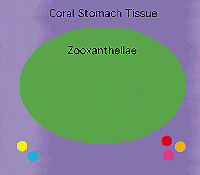 diagram of relationship between coral and zooxanthellae