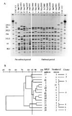 Figure 2. A, restriction fragment length polymorphism (RFLP) analysis of Neisseria meningitidis serogroup C strains....