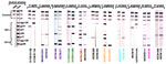 Figure 1. Detection of HIV-1/HIV-2 cross-reactive antibodies in sera from 11 primate species by using a line immunoassay (INNO-LIA HIV Confirmation, Innogenetics, Ghent, Belgium).
