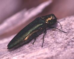 Adult Emerald Ash Borer