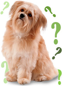 Frequently Asked Pet Questions