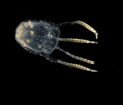 A mature male Carybdea sivickisi jellyfish