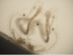 A mature female Carybdea sivickisi jellyfish