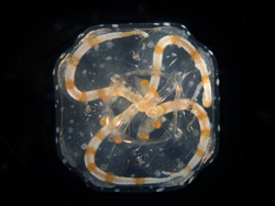 A mature male Carybdea sivickisi jellyfish