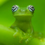 Green frog