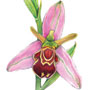 Orchid. Illustrated by Kim Moeller (c) Smithsonian Institution