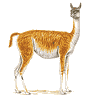Image of a Guanaco.