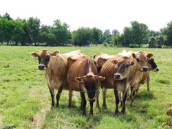 Photo of cows on pasture.