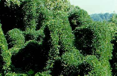 kudzu