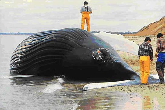 Three researchers investigate a beached whale's body