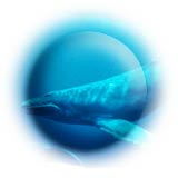 humpback whale noise button