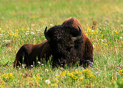 Bison bison por blakematheson129
