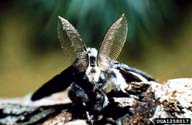 nun moth, Lymantria monacha  (Lepidoptera: Lymantriidae) Adult(s)