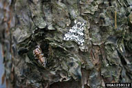 nun moth, Lymantria monacha  (Lepidoptera: Lymantriidae) Adult(s)