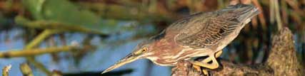 Green-backed Heron