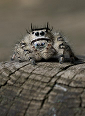 a jumping spider(Arachnida: Salticidae) (by KDarrow)