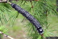 Siberian silk moth, Dendrolimus superans sibiricus (Lepidoptera: Lasiocampidae) Larva(e)