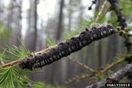 Siberian silk moth, Dendrolimus superans sibiricus (Lepidoptera: Lasiocampidae) Larva(e)