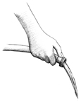 Drawing of a hand holding a garden hose.