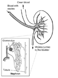 Drawing of a kidney. Labels show where blood with wastes enter the kidney, clean blood leaves the kidney, and wastes (urine) are sent to the bladder. An inset shows a microscopic view of a nephron. Labels point to the glomerulus and the tubule.