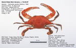 Blue Crab Image