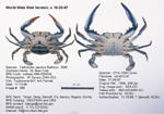 Blue Crab Image